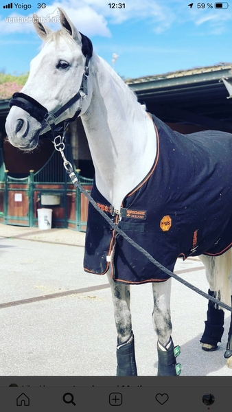 Caballos Capados Bwp - Caballo de salto/ allround en venta 