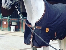 Caballo de salto/ allround en venta 