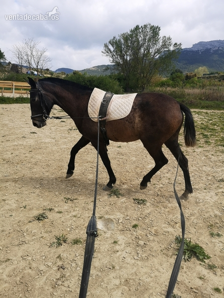 Venta potra PRE in 