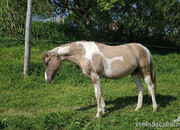 Paint Horse Doble Homocigota Tobiano y Dun