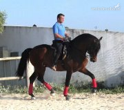 Caballos Pura Raza Española (P.R.E.) Pura Raza Española - en venta caballo escalera