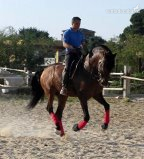 en venta caballo escalera - Caballos Pura Raza Española (P.R.E.) Pura Raza Española