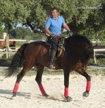 en venta caballo escalera - Pura Raza Española