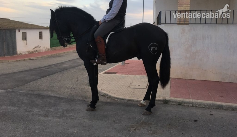 Caballo negro Pre Pura Raza Española montado. in 