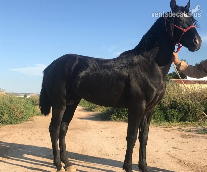 Pura Raza Española {TYPE}