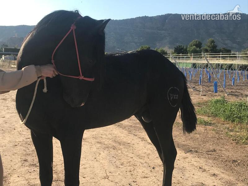 Caballos Pura Raza Española (P.R.E.) Pura Raza Española - Caballo negro Pre Pura Raza Española montado.