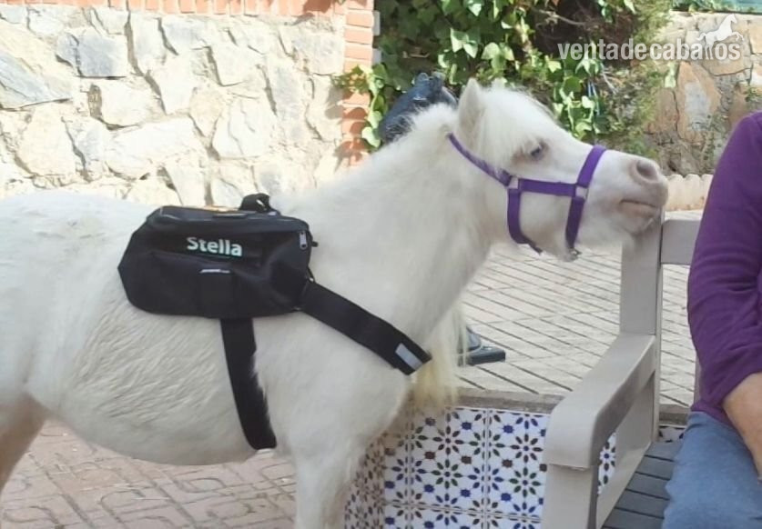 Caballo Miniatura Americano de Terapias 10 años con experiencia in 