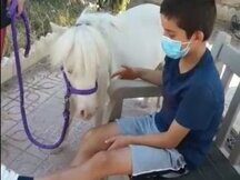 Caballo Miniatura Americano de Terapias 10 años con experiencia