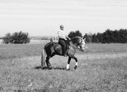 Caballo entero PRE 6 años in 