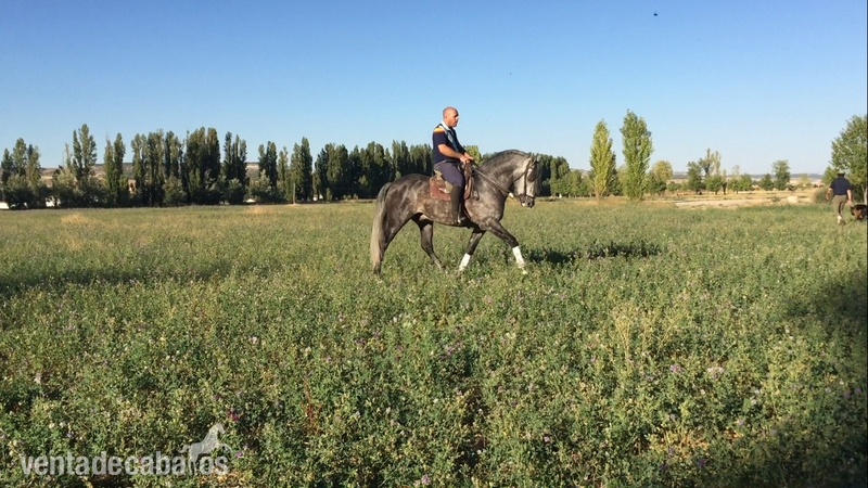 Caballo entero PRE 6 años - Caballos Pura Raza Española (P.R.E.) in 