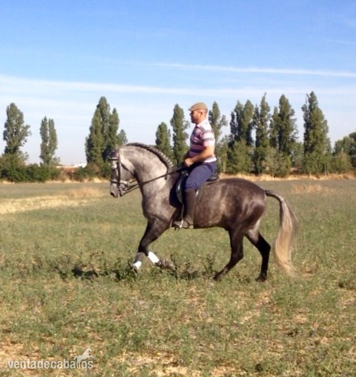 Caballo entero PRE 6 años - Caballos Pura Raza Española (P.R.E.)