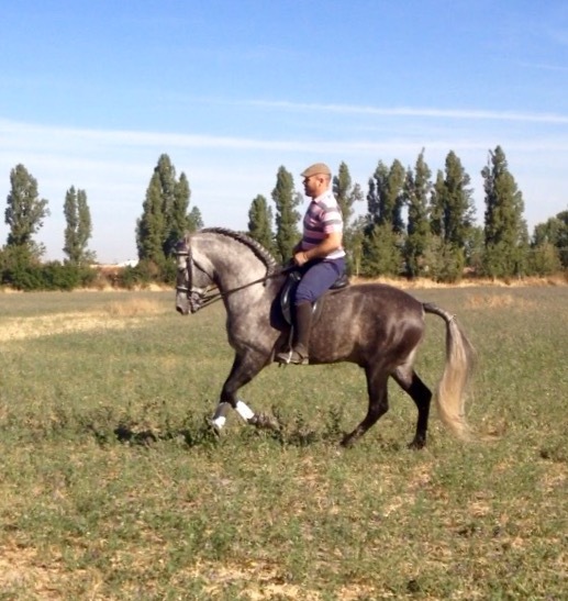 Caballo entero PRE 6 años - Caballos Pura Raza Española (P.R.E.)