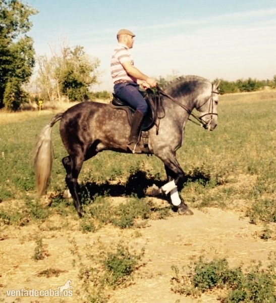 Caballo entero PRE 6 años 