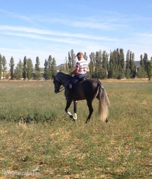 Caballos Pura Raza Española (P.R.E.) - Caballo entero PRE 6 años in 