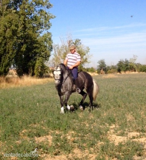 Caballos Pura Raza Española (P.R.E.) - Caballo entero PRE 6 años