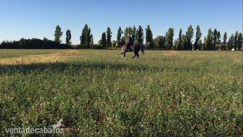 Caballos Pura Raza Española (P.R.E.) Pura Raza Española - Caballo entero PRE 6 años