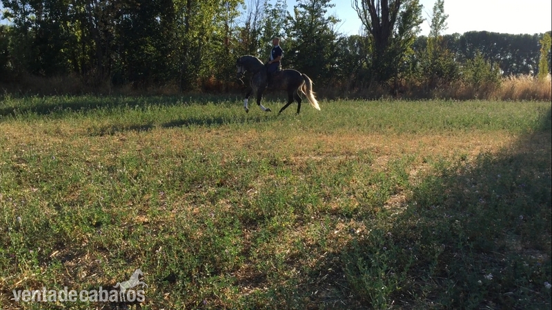 Caballo entero PRE 6 años - Caballos Pura Raza Española (P.R.E.) Pura Raza Española