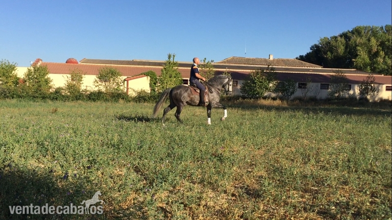 Caballo entero PRE 6 años - Pura Raza Española