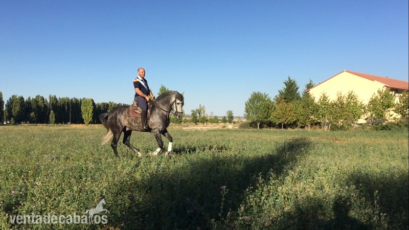 Caballo entero PRE 6 años - Caballos Pura Raza Española (P.R.E.)