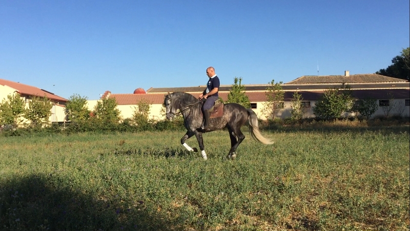 Caballo entero PRE 6 años