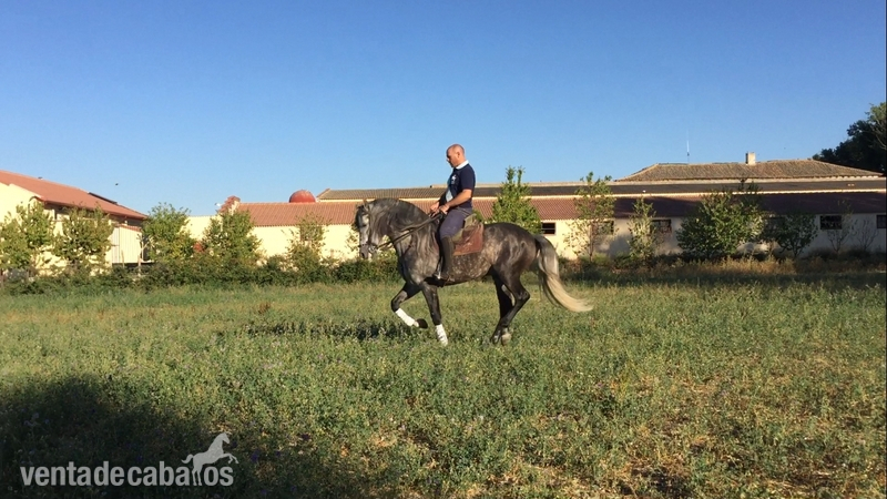 Caballo entero PRE 6 años