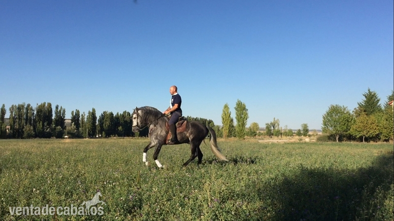  Caballo entero PRE 6 años