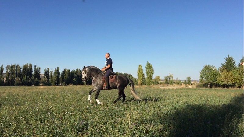  Caballo entero PRE 6 años