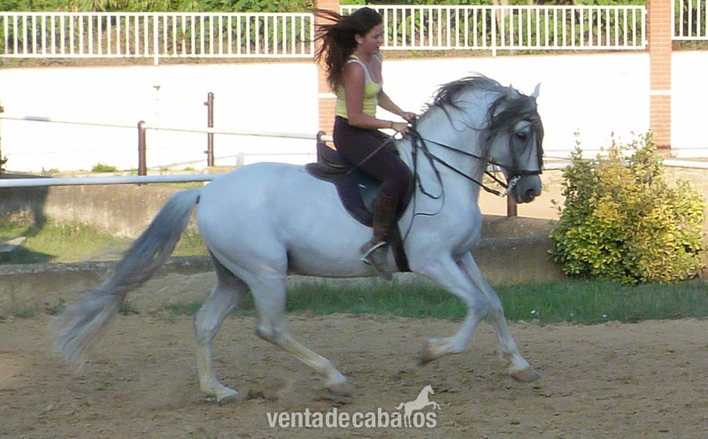 Venta Emperador CXXXV in 