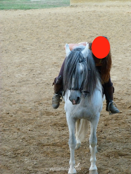 Venta Emperador CXXXV - Caballos Pura Raza Española (P.R.E.)