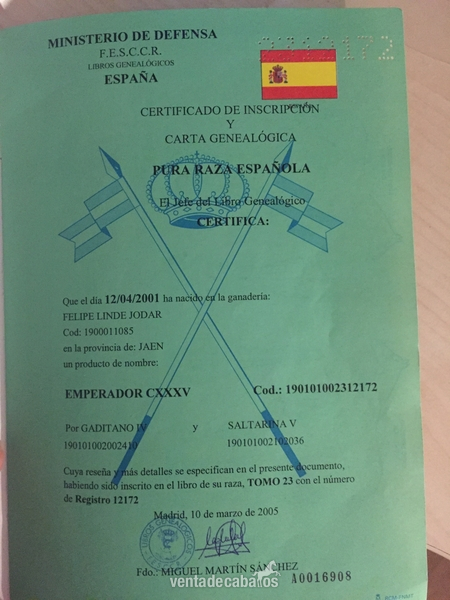 Caballos Pura Raza Española (P.R.E.) Pura Raza Española - Venta Emperador CXXXV