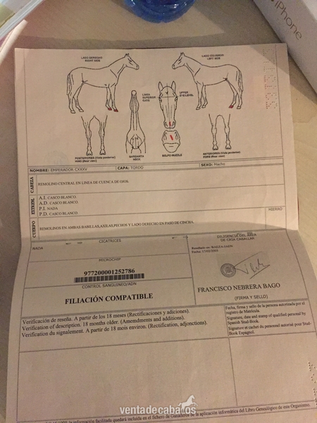 Venta Emperador CXXXV - Caballos Pura Raza Española (P.R.E.) Pura Raza Española