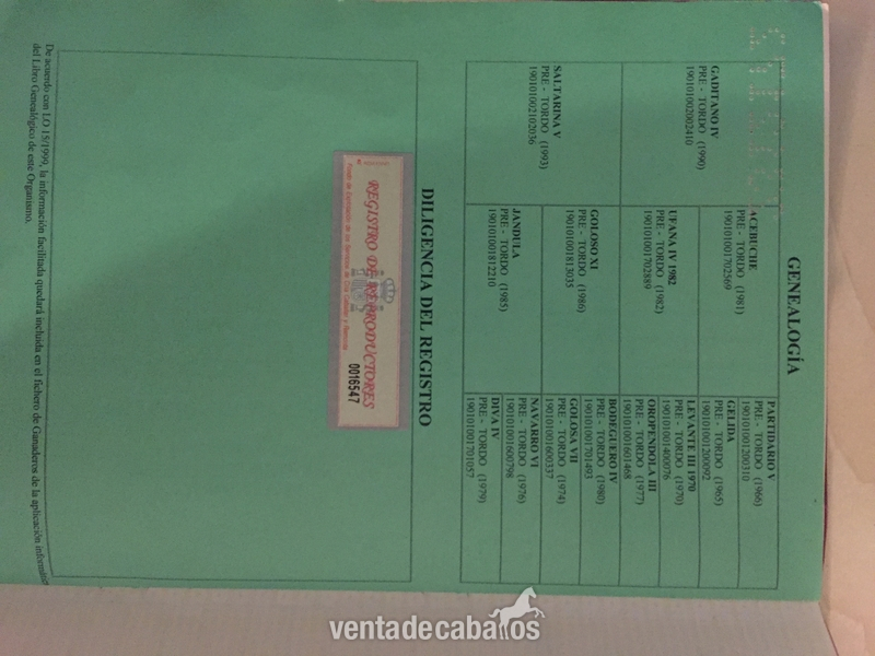 Venta Emperador CXXXV - Pura Raza Española