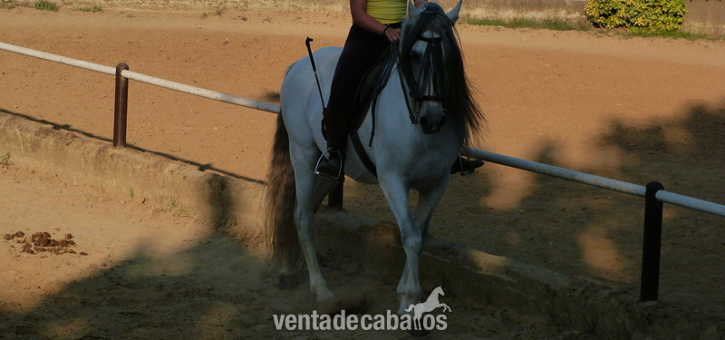 Venta Emperador CXXXV - Caballos Pura Raza Española (P.R.E.)