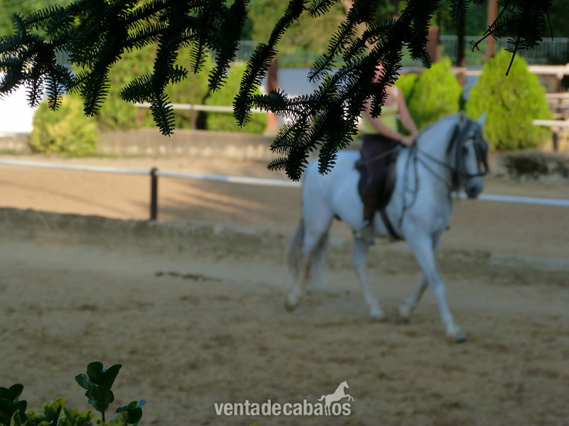 Venta Emperador CXXXV