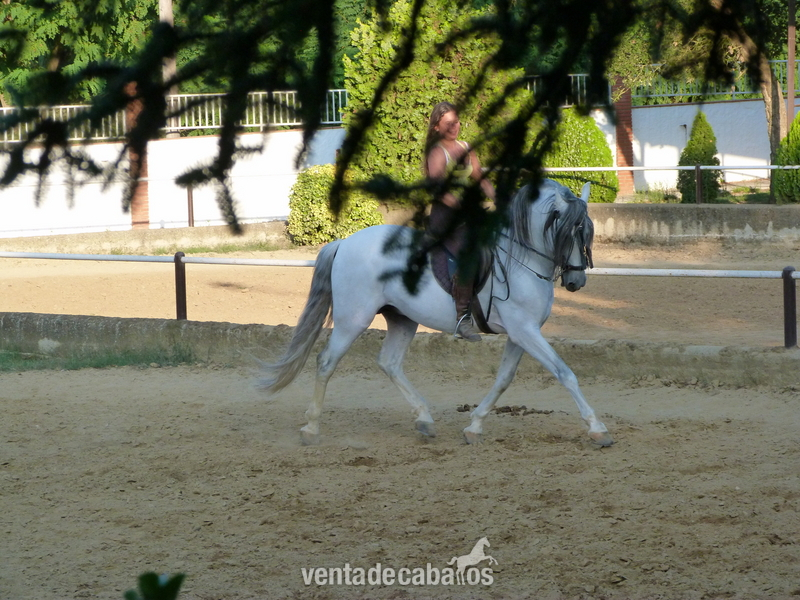  Venta Emperador CXXXV