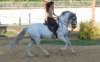 Venta Emperador CXXXV