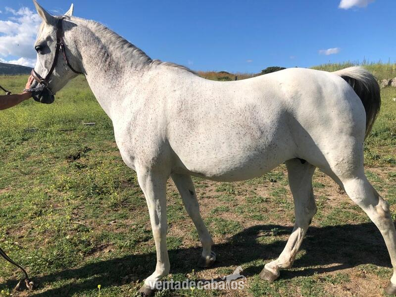 YEGUA ARABE PURA DOMADA Y MONTADA in 