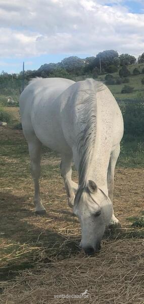 Caballos Árabes Arabe - YEGUA ARABE PURA DOMADA Y MONTADA