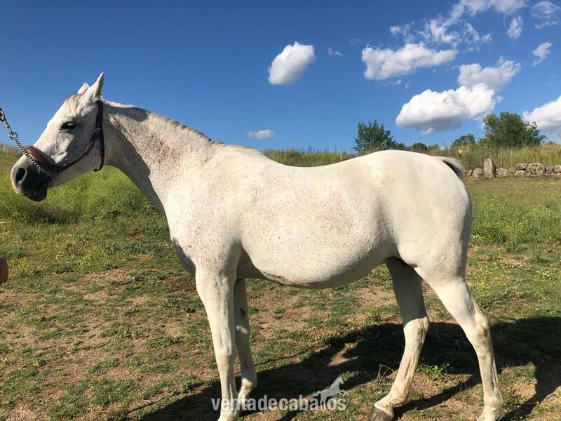 YEGUA ARABE PURA DOMADA Y MONTADA - Caballos Árabes Arabe