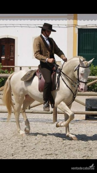 Lusitano Albino, Doma clasica in 