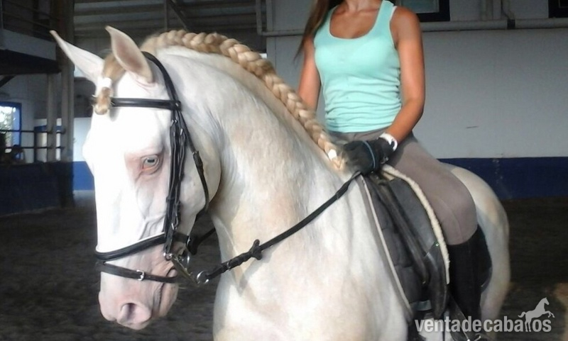 Lusitano