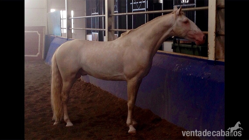 Lusitano {TYPE}