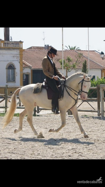 Caballos Enteros Lusitano - Lusitano Albino, Doma clasica