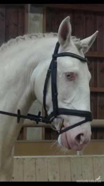 Lusitano Albino, Doma clasica - Caballos Enteros Lusitano