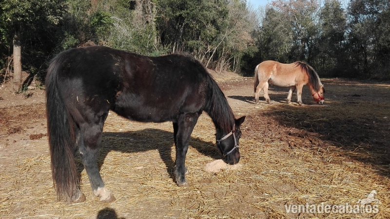 yegua quarter horse in 