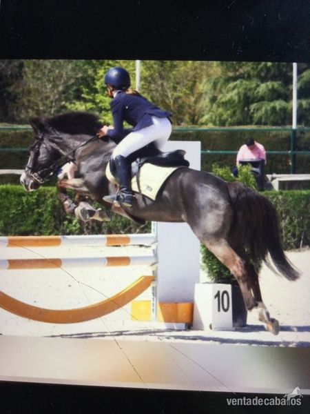 Yegua Poni  salto y completo  in 