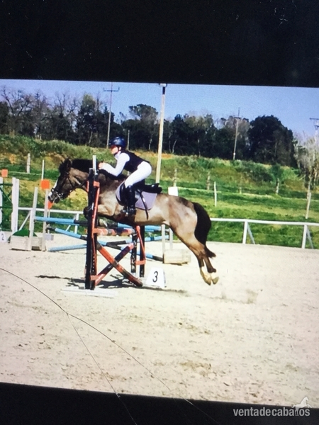 Yeguas No concreta - Yegua Poni  salto y completo 