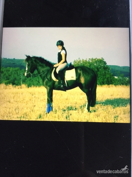 Yegua Poni  salto y completo  - Yeguas