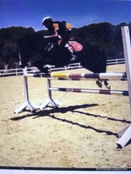 Yegua Poni  salto y completo 