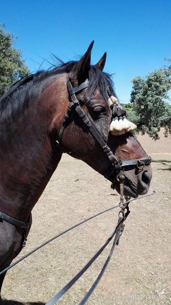Caballo Pura Raza Española in 